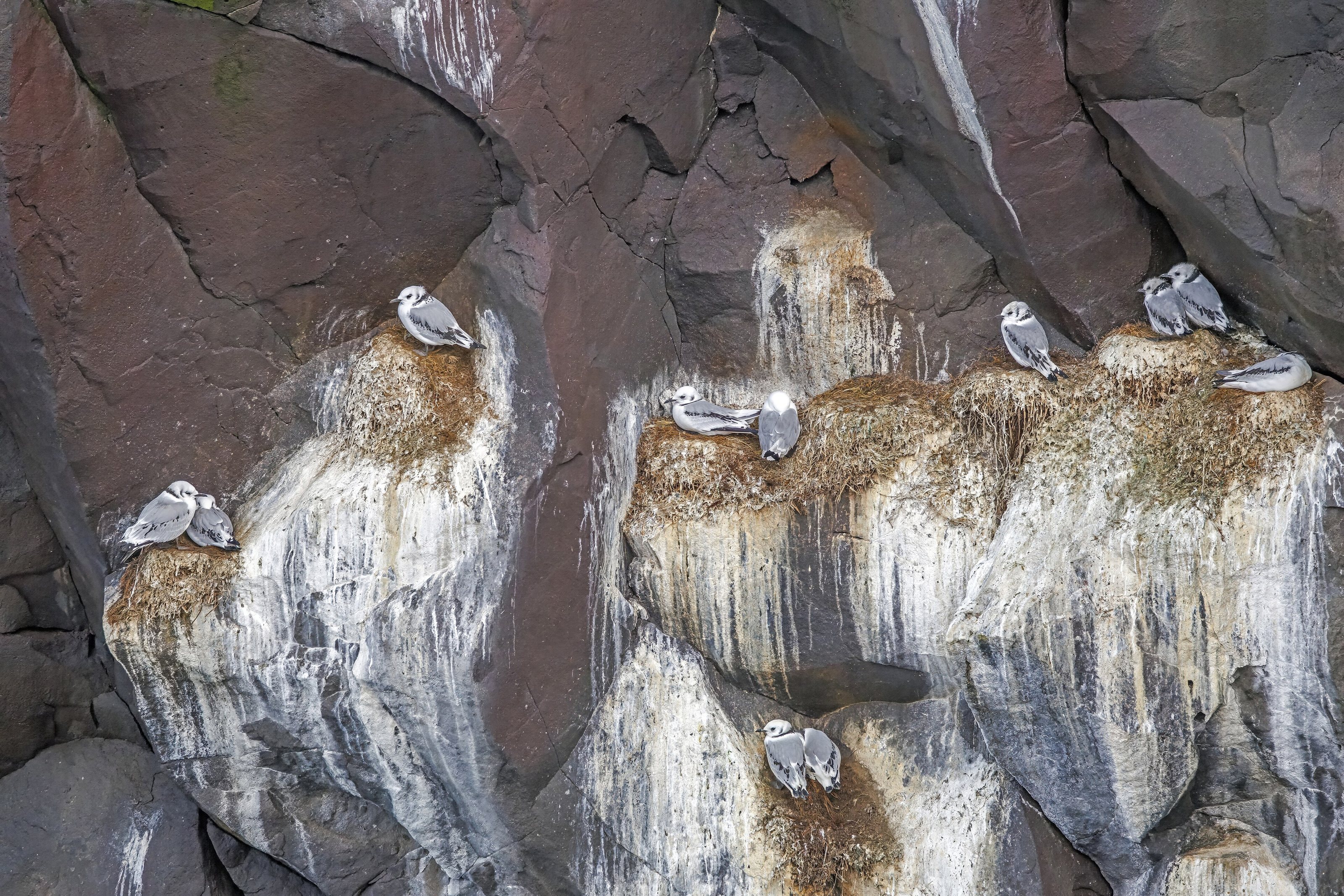 Black-legged kittiwake ( Rissa tridactyla )  immatures on nests, Keflavíkurbjarg cliifs, Hellissandur, Snæfellsnes, Western Iceland