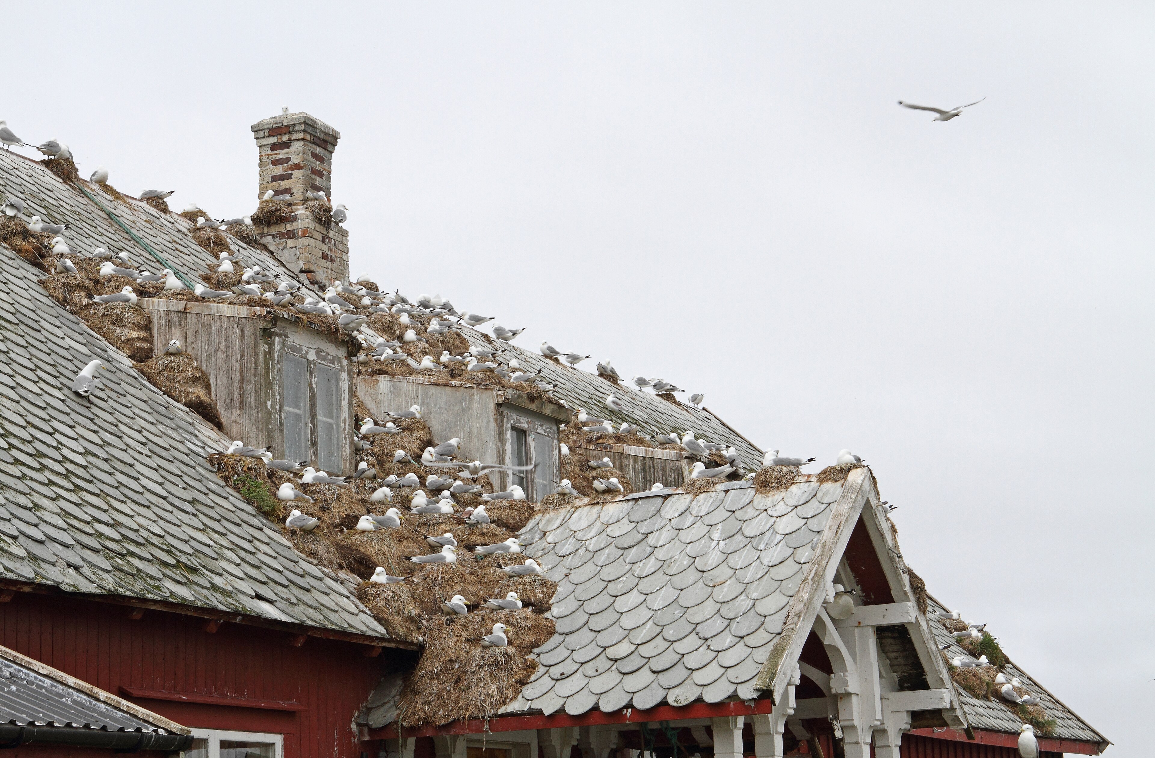 A Kittiwake (Rissa tridactyla) breeding colony on the roof of a building on Røst - Lofoten, Norway