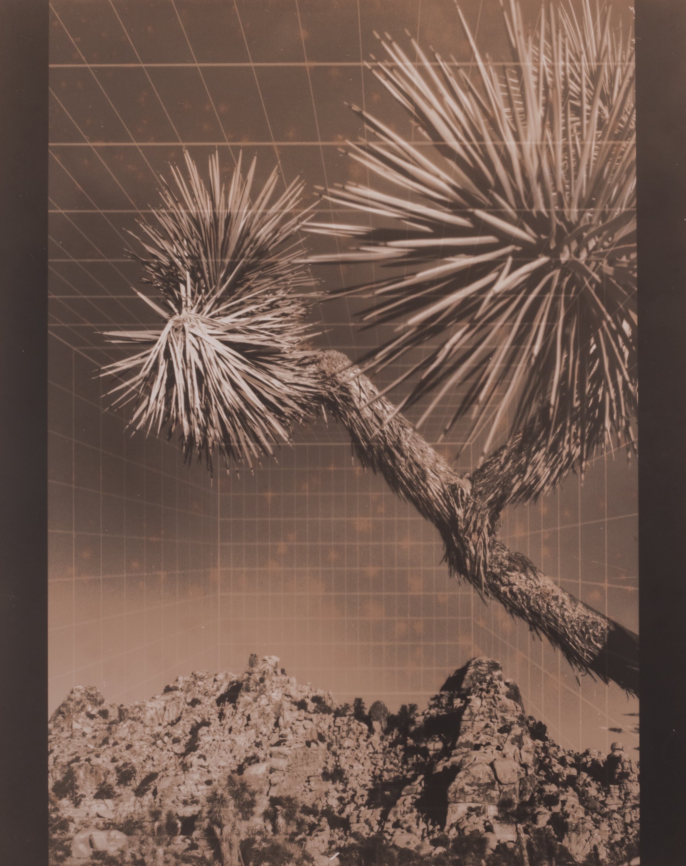 Artist in Residence, Fall 2019
Alt text: A Joshua tree and rocks with a grid overlay in sepia.