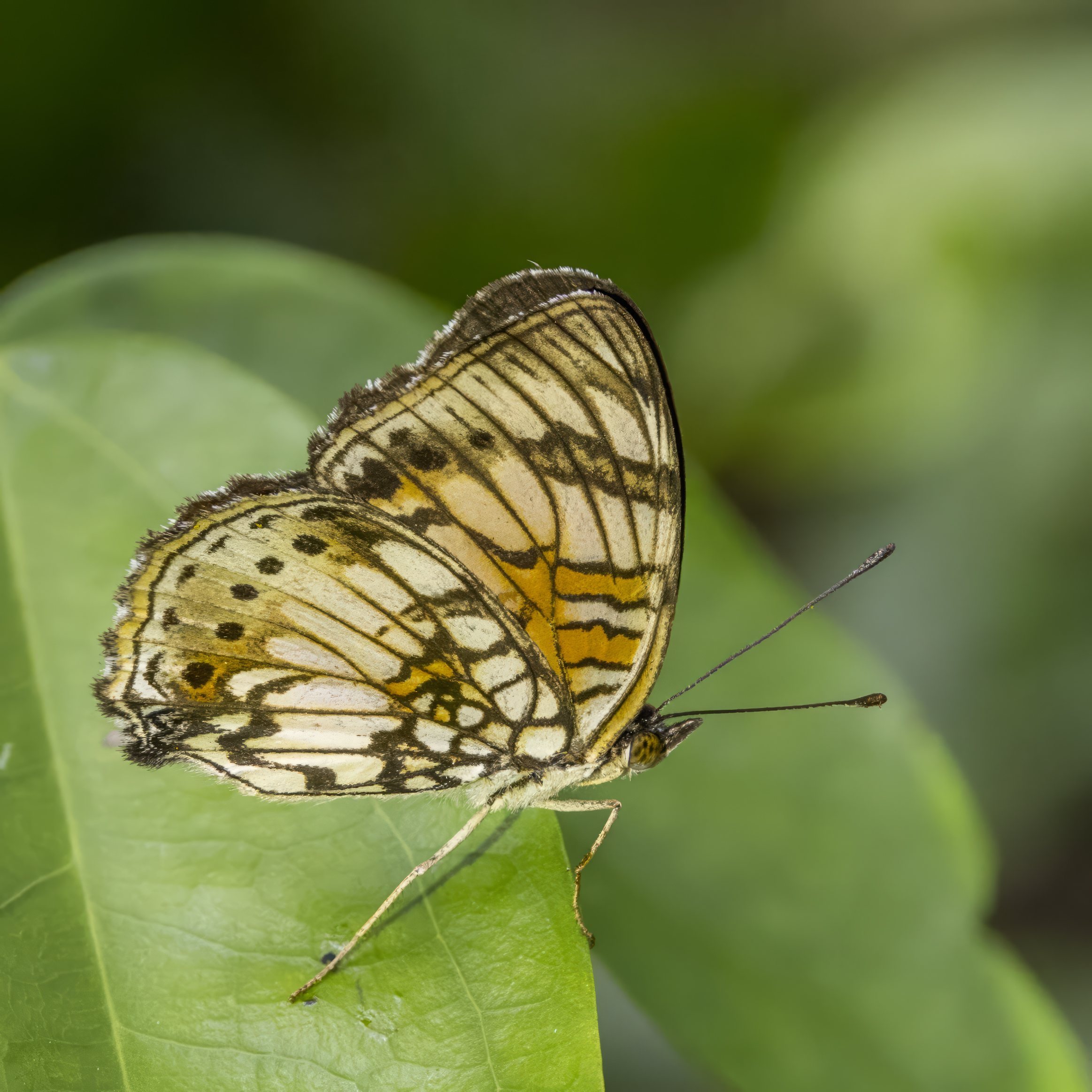 Little commodore ( Junonia sophia sophia ), Nyamebe Bepo Forest Reserve, Ashanti Region, Ghana