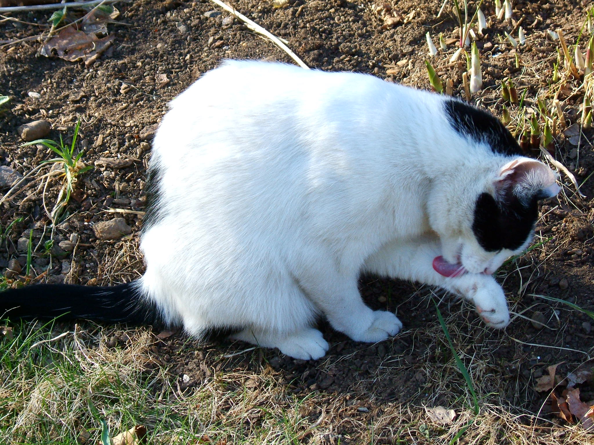 Tracy Licks profile image