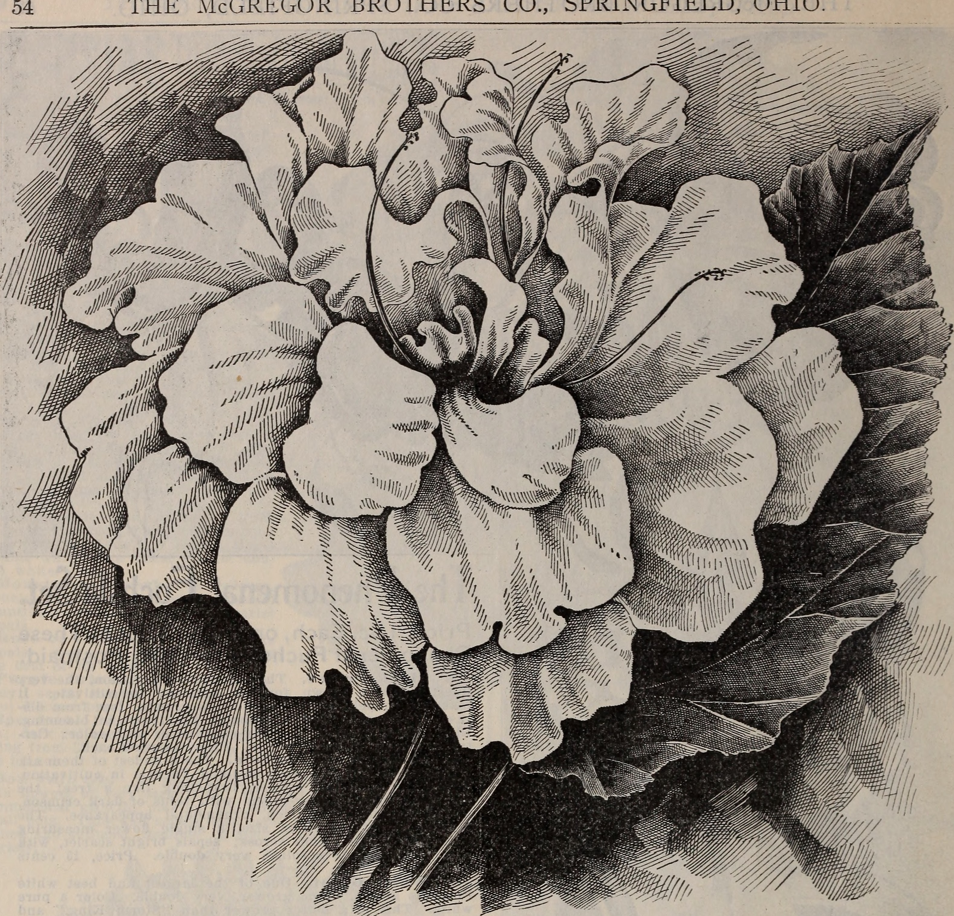 Title : Floral gems 
 Identifier : CAT31285229 ( find matches ) 
 Year :  1901  ( 1900s ) 
 Authors :  McGregor Brothers ;  Henry G. Gilbert Nursery and Seed Trade Catalog Collection  
 Subjects :  Nursery stock Ohio Spr