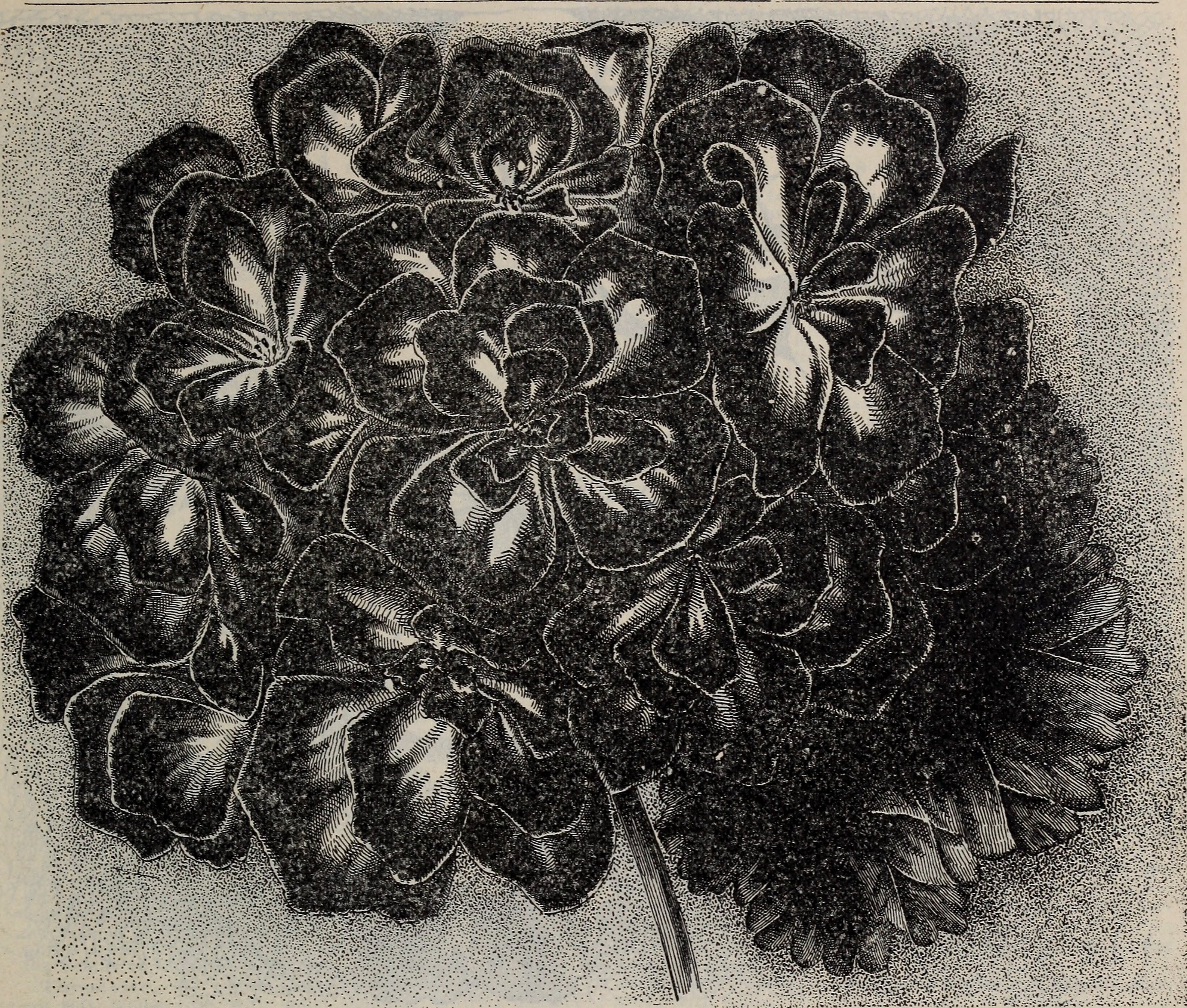 Title : Floral gems 
 Identifier : CAT31285229 ( find matches ) 
 Year :  1901  ( 1900s ) 
 Authors :  McGregor Brothers ;  Henry G. Gilbert Nursery and Seed Trade Catalog Collection  
 Subjects :  Nursery stock Ohio Spr
