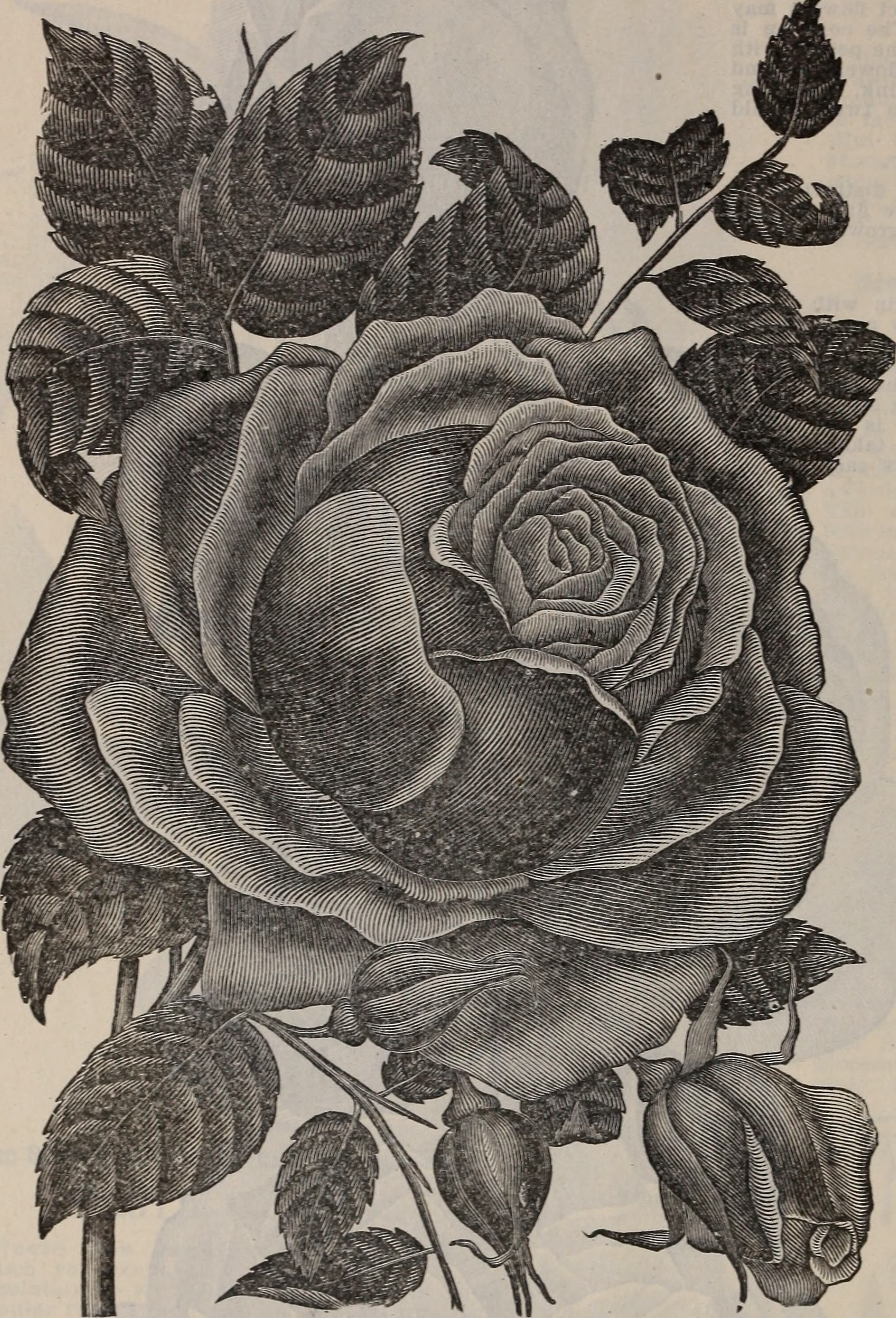 Title : Floral gems 
 Identifier : CAT31285229 ( find matches ) 
 Year :  1901  ( 1900s ) 
 Authors :  McGregor Brothers ;  Henry G. Gilbert Nursery and Seed Trade Catalog Collection  
 Subjects :  Nursery stock Ohio Spr
